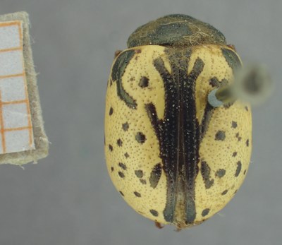 BE-RBINS-ENT Calligrapha_448 Calligrapha philadelphica Dorsal.jpg BE-RBINS-ENT Calligrapha_448 Calligrapha philadelphica Dorsal.jpg