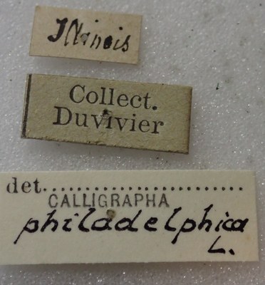 BE-RBINS-ENT Calligrapha_448 Calligrapha philadelphica Label.jpg BE-RBINS-ENT Calligrapha_448 Calligrapha philadelphica Label.jpg