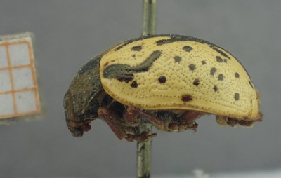 BE-RBINS-ENT Calligrapha_448 Calligrapha philadelphica Lateral.jpg BE-RBINS-ENT Calligrapha_448 Calligrapha philadelphica Lateral.jpg