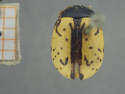 BE-RBINS-ENT Calligrapha_452 Calligrapha (Calligrapha) scalaris Dorsal.jpg BE-RBINS-ENT Calligrapha_452 Calligrapha (Calligrapha) scalaris Dorsal.jpg