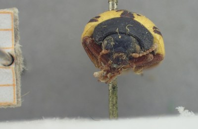 BE-RBINS-ENT Calligrapha_452 Calligrapha (Calligrapha) scalaris Frontal.jpg BE-RBINS-ENT Calligrapha_452 Calligrapha (Calligrapha) scalaris Frontal.jpg