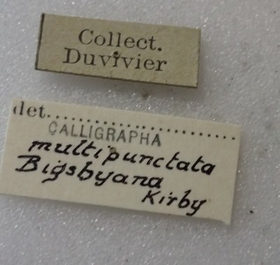 BE-RBINS-ENT Calligrapha_452 Calligrapha (Calligrapha) scalaris Label.jpg BE-RBINS-ENT Calligrapha_452 Calligrapha (Calligrapha) scalaris Label.jpg