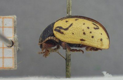 BE-RBINS-ENT Calligrapha_452 Calligrapha (Calligrapha) scalaris Lateral.jpg BE-RBINS-ENT Calligrapha_452 Calligrapha (Calligrapha) scalaris Lateral.jpg