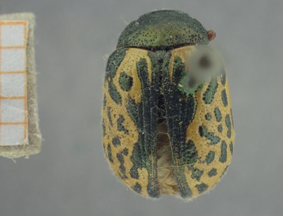 BE-RBINS-ENT Calligrapha_453 Calligrapha (Calligrapha) scalaris Dorsal.jpg BE-RBINS-ENT Calligrapha_453 Calligrapha (Calligrapha) scalaris Dorsal.jpg