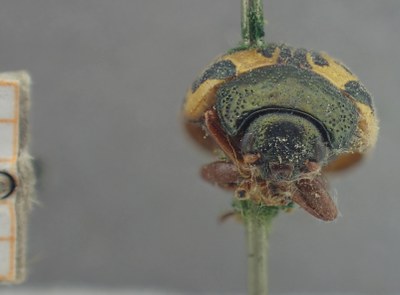 BE-RBINS-ENT Calligrapha_453 Calligrapha (Calligrapha) scalaris Frontal.jpg BE-RBINS-ENT Calligrapha_453 Calligrapha (Calligrapha) scalaris Frontal.jpg