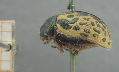 BE-RBINS-ENT Calligrapha_453 Calligrapha (Calligrapha) scalaris Lateral.jpg BE-RBINS-ENT Calligrapha_453 Calligrapha (Calligrapha) scalaris Lateral.jpg