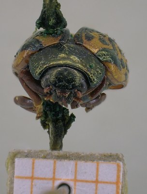 BE-RBINS-ENT Calligrapha_454 Calligrapha (Calligrapha) scalaris Frontal.jpg BE-RBINS-ENT Calligrapha_454 Calligrapha (Calligrapha) scalaris Frontal.jpg