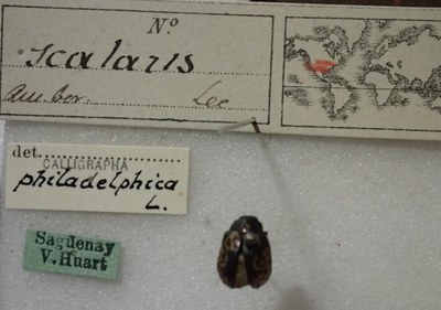 BE-RBINS-ENT Calligrapha_454 Calligrapha (Calligrapha) scalaris Label.jpg