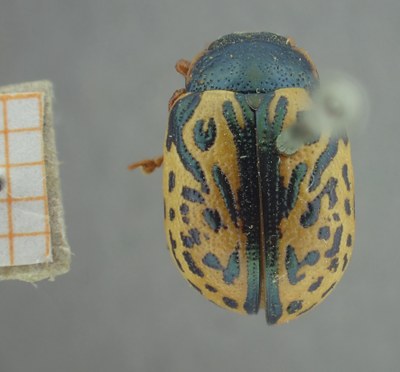 BE-RBINS-ENT Calligrapha_455 Calligrapha (Calligrapha) scalaris Dorsal.jpg BE-RBINS-ENT Calligrapha_455 Calligrapha (Calligrapha) scalaris Dorsal.jpg