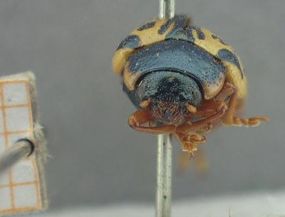 BE-RBINS-ENT Calligrapha_455 Calligrapha (Calligrapha) scalaris Frontal.jpg BE-RBINS-ENT Calligrapha_455 Calligrapha (Calligrapha) scalaris Frontal.jpg