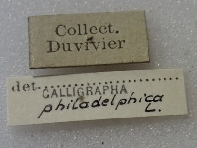 BE-RBINS-ENT Calligrapha_455 Calligrapha (Calligrapha) scalaris Label.jpg BE-RBINS-ENT Calligrapha_455 Calligrapha (Calligrapha) scalaris Label.jpg