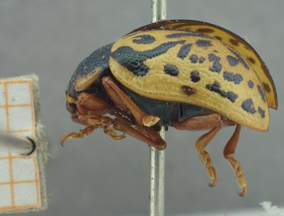 BE-RBINS-ENT Calligrapha_455 Calligrapha (Calligrapha) scalaris Lateral.jpg BE-RBINS-ENT Calligrapha_455 Calligrapha (Calligrapha) scalaris Lateral.jpg