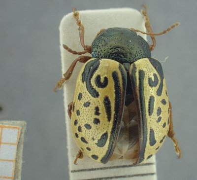 BE-RBINS-ENT Calligrapha_456 Calligrapha (Calligrapha) scalaris Dorsal.jpg BE-RBINS-ENT Calligrapha_456 Calligrapha (Calligrapha) scalaris Dorsal.jpg