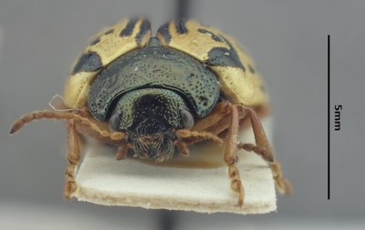 BE-RBINS-ENT Calligrapha_456 Calligrapha (Calligrapha) scalaris Frontal.jpg BE-RBINS-ENT Calligrapha_456 Calligrapha (Calligrapha) scalaris Frontal.jpg
