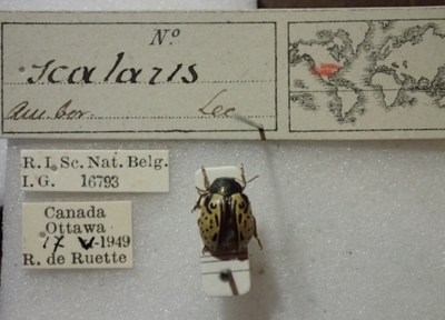 BE-RBINS-ENT Calligrapha_456 Calligrapha (Calligrapha) scalaris Label.jpg