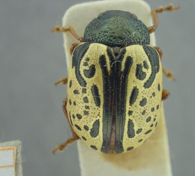 BE-RBINS-ENT Calligrapha_457 Calligrapha (Calligrapha) scalaris Dorsal.jpg BE-RBINS-ENT Calligrapha_457 Calligrapha (Calligrapha) scalaris Dorsal.jpg