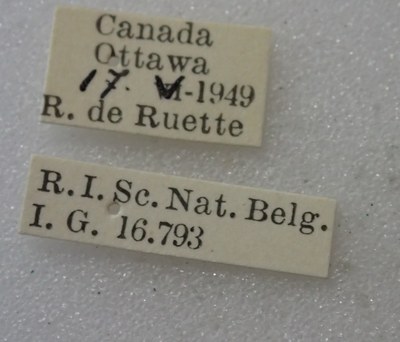 BE-RBINS-ENT Calligrapha_457 Calligrapha (Calligrapha) scalaris Label.jpg BE-RBINS-ENT Calligrapha_457 Calligrapha (Calligrapha) scalaris Label.jpg