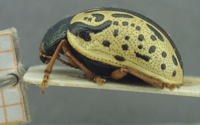 BE-RBINS-ENT Calligrapha_457 Calligrapha (Calligrapha) scalaris Lateral.jpg BE-RBINS-ENT Calligrapha_457 Calligrapha (Calligrapha) scalaris Lateral.jpg