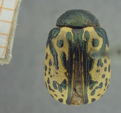 BE-RBINS-ENT Calligrapha_458 Calligrapha (Calligrapha) scalaris Dorsal.jpg BE-RBINS-ENT Calligrapha_458 Calligrapha (Calligrapha) scalaris Dorsal.jpg