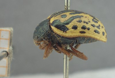 BE-RBINS-ENT Calligrapha_458 Calligrapha (Calligrapha) scalaris Lateral.jpg BE-RBINS-ENT Calligrapha_458 Calligrapha (Calligrapha) scalaris Lateral.jpg