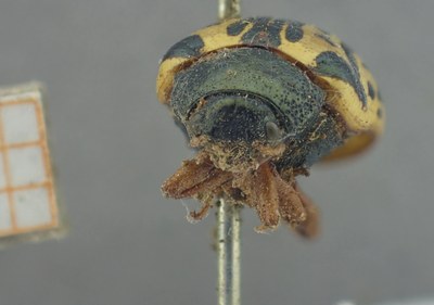 BE-RBINS-ENT Calligrapha_458 Calligrapha (Calligrapha) scalaris Frontal.jpg BE-RBINS-ENT Calligrapha_458 Calligrapha (Calligrapha) scalaris Frontal.jpg