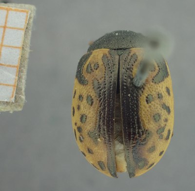 BE-RBINS-ENT Calligrapha_459 Calligrapha (Calligrapha) scalaris Dorsal.jpg BE-RBINS-ENT Calligrapha_459 Calligrapha (Calligrapha) scalaris Dorsal.jpg
