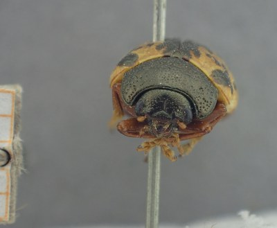 BE-RBINS-ENT Calligrapha_459 Calligrapha (Calligrapha) scalaris Frontal.jpg BE-RBINS-ENT Calligrapha_459 Calligrapha (Calligrapha) scalaris Frontal.jpg