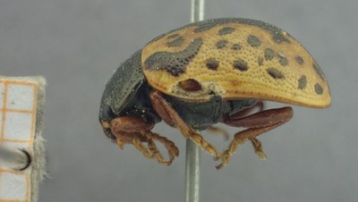 BE-RBINS-ENT Calligrapha_459 Calligrapha (Calligrapha) scalaris Lateral.jpg BE-RBINS-ENT Calligrapha_459 Calligrapha (Calligrapha) scalaris Lateral.jpg