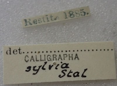 BE-RBINS-ENT Calligrapha_461 Calligrapha (Calligrapha) scalaris Label.jpg