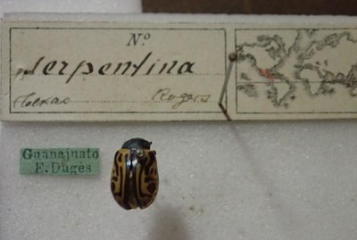 BE-RBINS-ENT Calligrapha_464 Calligrapha serpentina Label.jpg