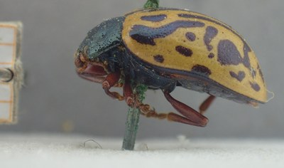 BE-RBINS-ENT Calligrapha_464 Calligrapha serpentina Lateral.jpg BE-RBINS-ENT Calligrapha_464 Calligrapha serpentina Lateral.jpg