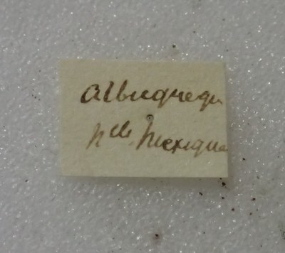 BE-RBINS-ENT Calligrapha_470 Calligrapha serpentina Label.jpg