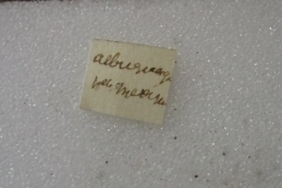 BE-RBINS-ENT Calligrapha_479 Calligrapha serpentina Label.jpg BE-RBINS-ENT Calligrapha_479 Calligrapha serpentina Label.jpg