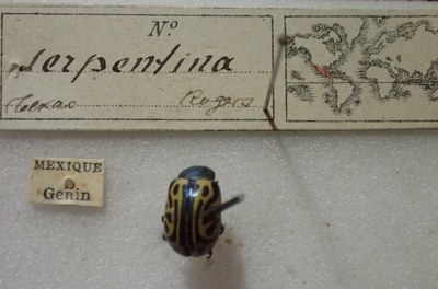 BE-RBINS-ENT Calligrapha_483 Calligrapha serpentina Label.jpg