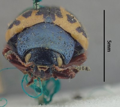 BE-RBINS-ENT Calligrapha_489 Calligrapha serpentina Frontal.jpg BE-RBINS-ENT Calligrapha_489 Calligrapha serpentina Frontal.jpg