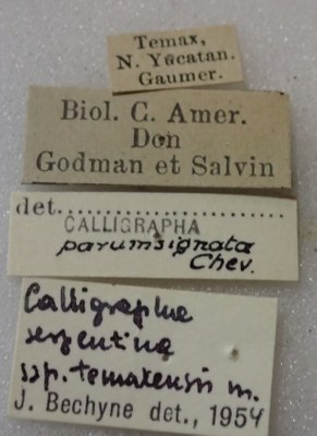 BE-RBINS-ENT Calligrapha_493 Calligrapha serpentina Label.jpg BE-RBINS-ENT Calligrapha_493 Calligrapha serpentina Label.jpg