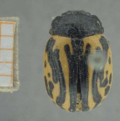 BE-RBINS-ENT Calligrapha_494 Calligrapha sigmoidea Dorsal.jpg BE-RBINS-ENT Calligrapha_494 Calligrapha sigmoidea Dorsal.jpg
