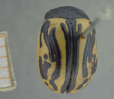 BE-RBINS-ENT Calligrapha_495 Calligrapha sigmoidea Dorsal.jpg BE-RBINS-ENT Calligrapha_495 Calligrapha sigmoidea Dorsal.jpg