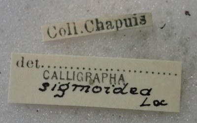BE-RBINS-ENT Calligrapha_495 Calligrapha sigmoidea Label.jpg BE-RBINS-ENT Calligrapha_495 Calligrapha sigmoidea Label.jpg