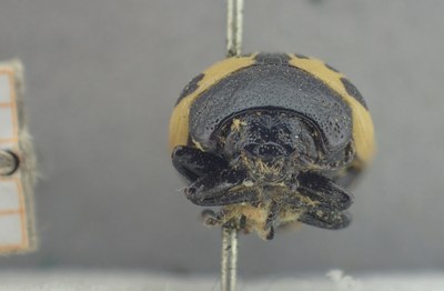 BE-RBINS-ENT Calligrapha_495 Calligrapha sigmoidea Frontal.jpg BE-RBINS-ENT Calligrapha_495 Calligrapha sigmoidea Frontal.jpg