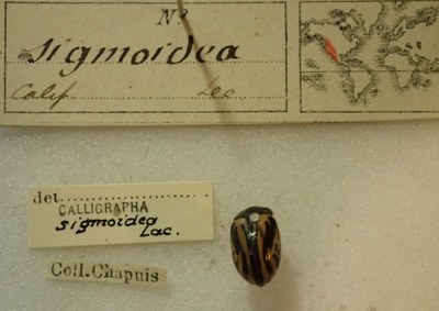BE-RBINS-ENT Calligrapha_496 Calligrapha sigmoidea Label.jpg BE-RBINS-ENT Calligrapha_496 Calligrapha sigmoidea Label.jpg