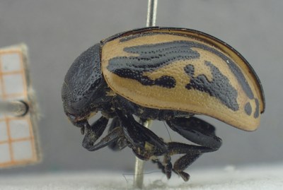 BE-RBINS-ENT Calligrapha_496 Calligrapha sigmoidea Lateral.jpg BE-RBINS-ENT Calligrapha_496 Calligrapha sigmoidea Lateral.jpg