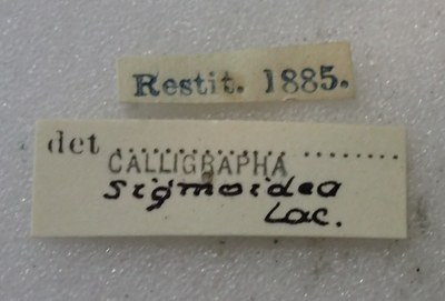 BE-RBINS-ENT Calligrapha_497 Calligrapha sigmoidea Label.jpg BE-RBINS-ENT Calligrapha_497 Calligrapha sigmoidea Label.jpg