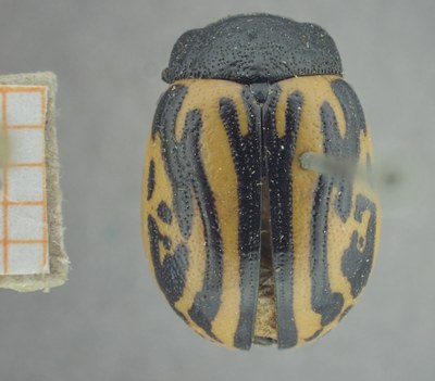 BE-RBINS-ENT Calligrapha_499 Calligrapha sigmoidea Dorsal.jpg BE-RBINS-ENT Calligrapha_499 Calligrapha sigmoidea Dorsal.jpg