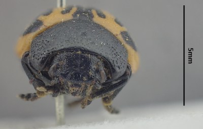 BE-RBINS-ENT Calligrapha_499 Calligrapha sigmoidea Frontal.jpg BE-RBINS-ENT Calligrapha_499 Calligrapha sigmoidea Frontal.jpg