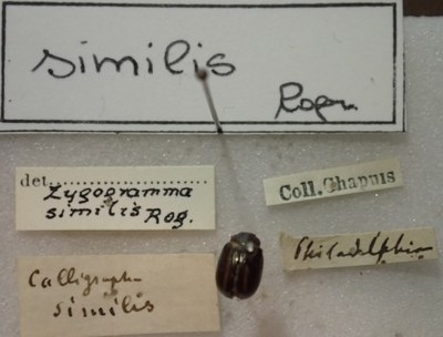 BE-RBINS-ENT Calligrapha_503 Calligrapha similis Label.jpg BE-RBINS-ENT Calligrapha_503 Calligrapha similis Label.jpg