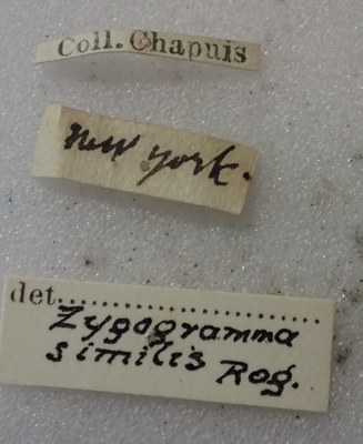 BE-RBINS-ENT Calligrapha_506 Calligrapha similis Label.jpg BE-RBINS-ENT Calligrapha_506 Calligrapha similis Label.jpg