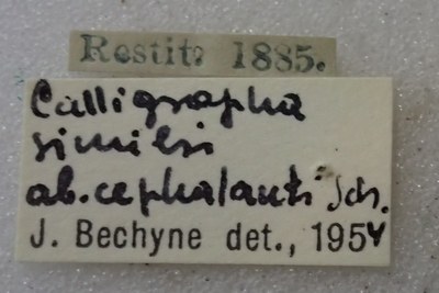 BE-RBINS-ENT Calligrapha_507 Calligrapha similis Label.jpg BE-RBINS-ENT Calligrapha_507 Calligrapha similis Label.jpg