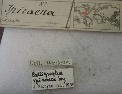 BE-RBINS-ENT Calligrapha_508 Calligrapha spiraea Label.jpg BE-RBINS-ENT Calligrapha_508 Calligrapha spiraea Label.jpg