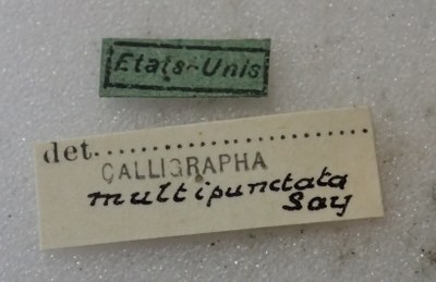 BE-RBINS-ENT Calligrapha_509 Calligrapha spiraea Label.jpg BE-RBINS-ENT Calligrapha_509 Calligrapha spiraea Label.jpg